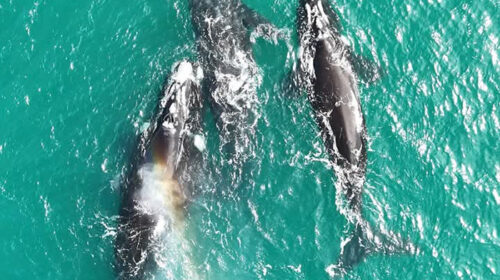CUANDO EL MAR RESPIRA CERCA, BALLENAS EN LAS COSTAS BONAERENSES